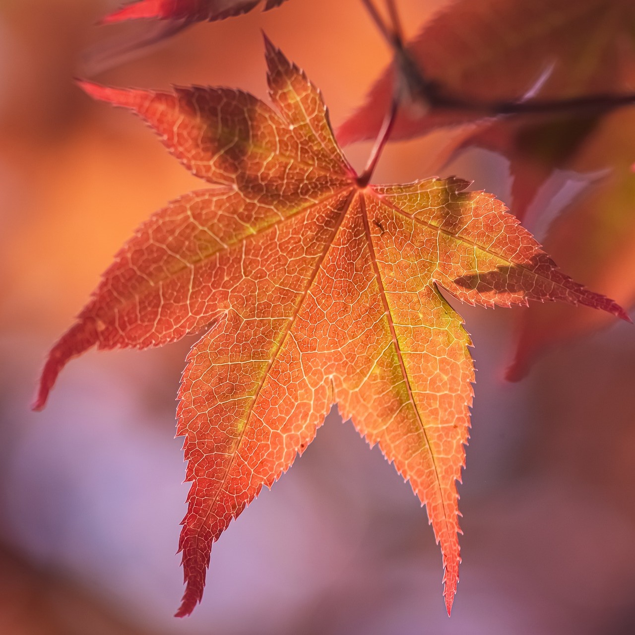 japanese-maple-gae3bc9d21_1920-C